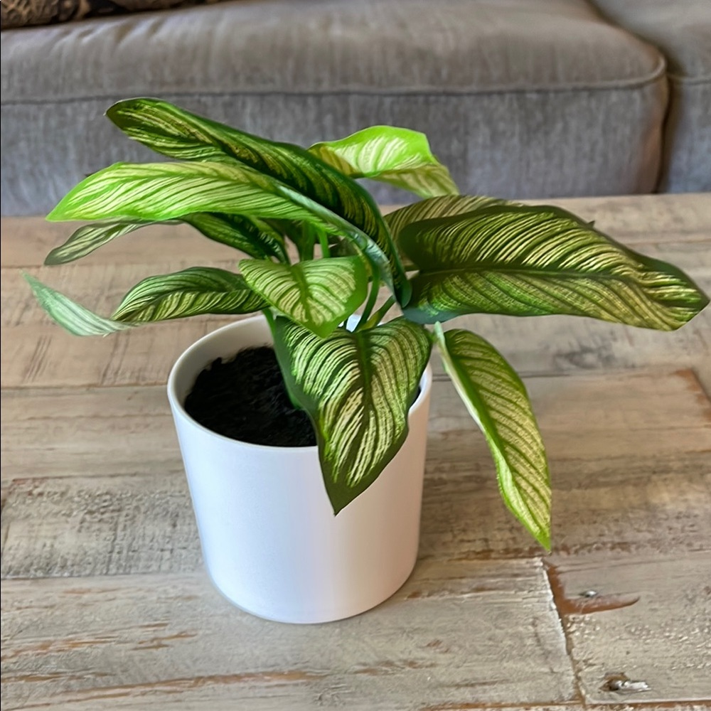 Green Potted Plant in White Planter